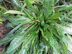 rosette.JPG