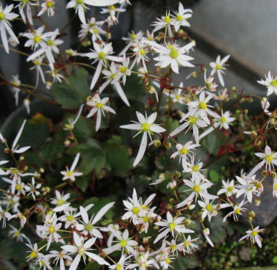 Saxifraga_cortusifolia_var._obtusocuneata_..._17.10.14_010.jpg