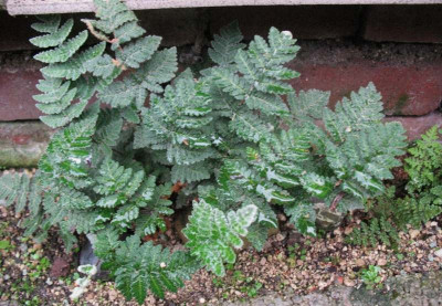 Cheilanthes_eckloniana__..._17.10.14_005.jpg