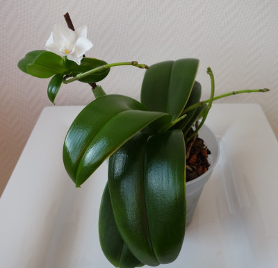 wuchsfreudige_Phalaenopsis.jpg