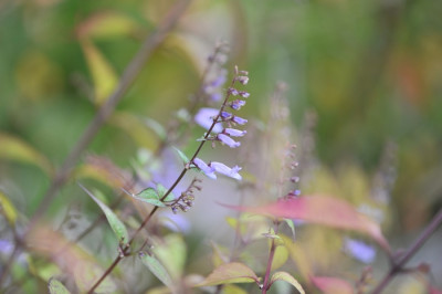 Plectranthus_longitubus_10.jpg
