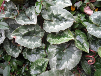 Cyclamen_hederifolium_3182.jpg