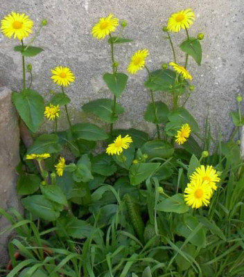 20040414_doronicum_caucasicum.jpg