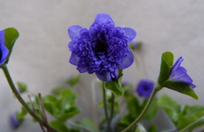 Hepatica_nobilis_x_63-16.JPG