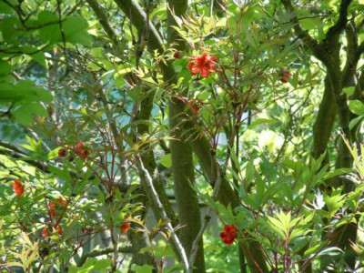 p._delavayii_magnolien_unterholz_schattig.JPG