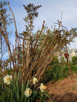 p._delavayii_colwal_nach_kalten_Wintern_300512.JPG