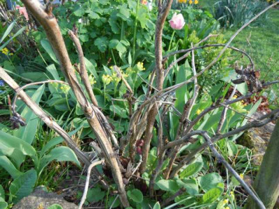 mystery_erfroren_300512.JPG