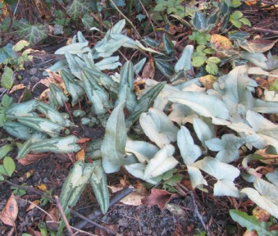 narrow-leaf-axel.jpg