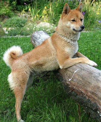 IMG_0894_shiba-fuchs.JPG