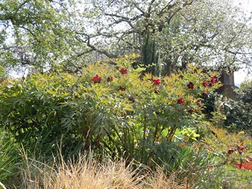 xxxxxdelavayi_colwal_formStrauchpfingstrosen_25.04.14_014_18.JPG