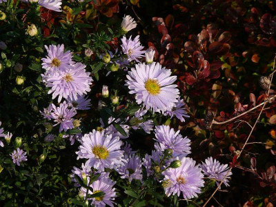 aster_n_b_porzellan_2014-10-05_592.jpg