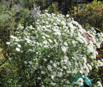 Weie_Aster_141019.jpg