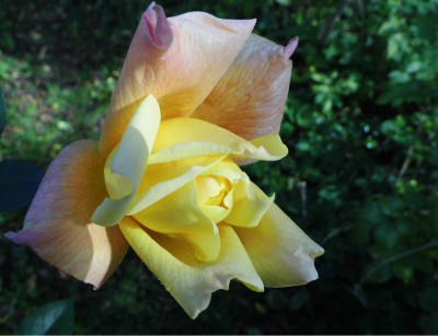Citrina_19-10-2014.jpg
