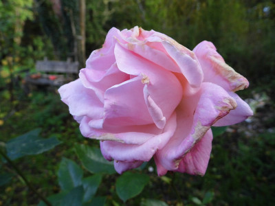 unbekannt_rosa_19-10-2014.jpg