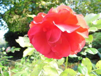 unbekannt_rot_19-10-2014.jpg