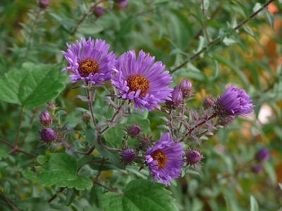 aster_n_a_2014-10-05_624.jpg