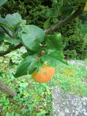 Apfel2.jpg