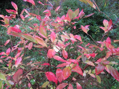 Heidelbeere_141022.jpg