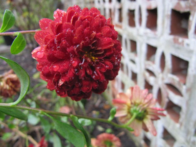 Chrysantheme_rot_141022.jpg