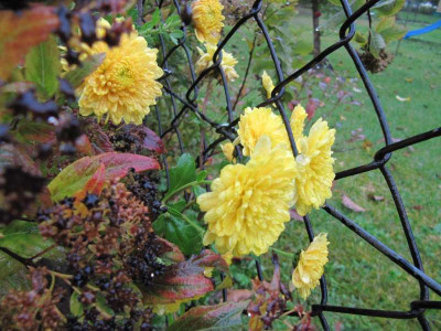 Chrysantheme_gelb_141022.jpg