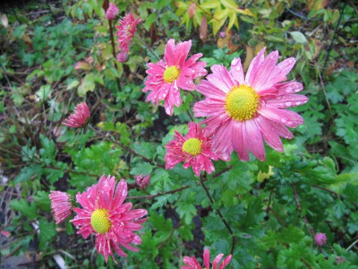 Chrysantheme_rot_ungefullt_141022.jpg