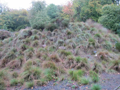 Grashugel_141022.jpg