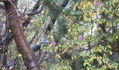 Rhododendron_Herbst_141022.jpg