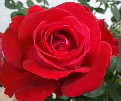 unbekannte_Rose_1.jpg
