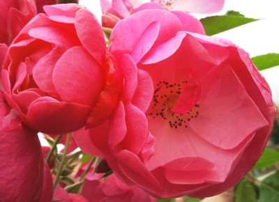 unbekannte_Rose2.jpg