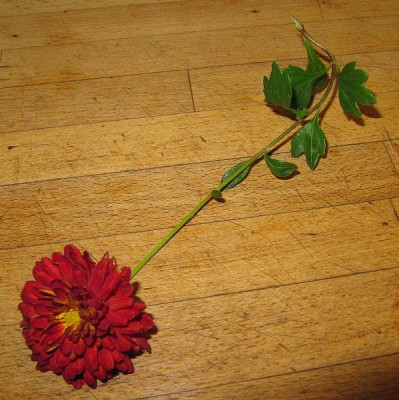Chrysantheme_rot_141023.jpg