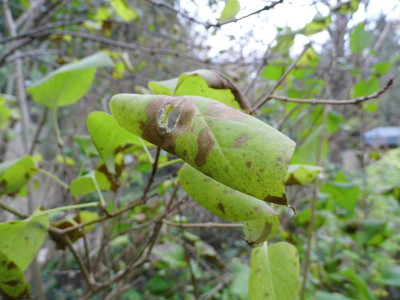 Flieder2_25.10.2014.jpg