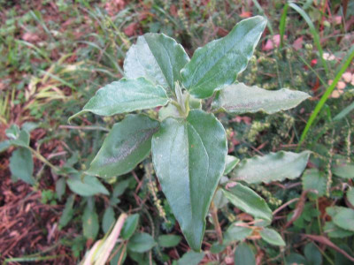 unbekannt_141026.jpg