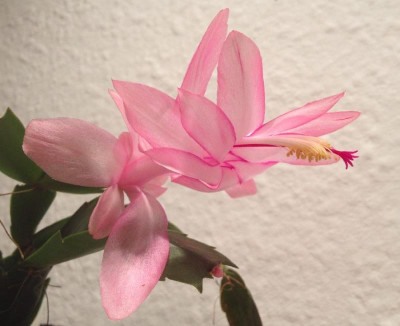 Schlumbergera_Queen_10-2014_900x900_80KB.jpg