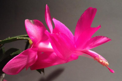Schlumbergera_Pink_Panther_10-2014_900x900_80KB.jpg
