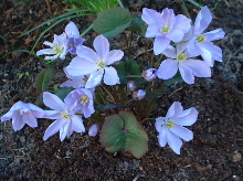 Jeffersonia_dubia.JPG