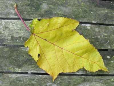 Blatt_Kopie.jpg
