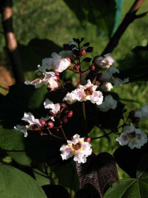 catalpa_erubescens_purpurea.jpg