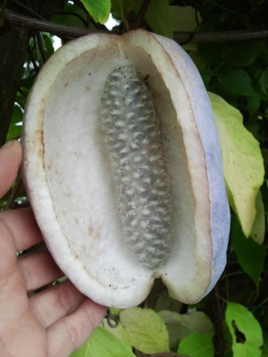 Akebia_Frucht.jpg