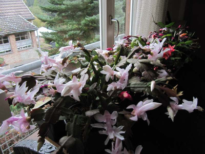 Schlumbergera_fast_wei_141031.jpg