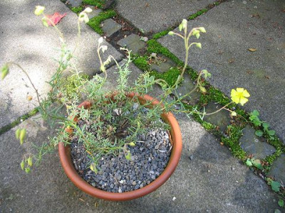 Fumana_thymifolia_Hortu.jpg