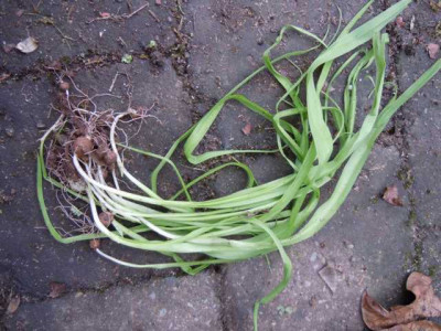 unbek_allium_tosk_xxx.JPG