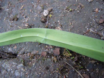 unbek_allium_toskana.JPG