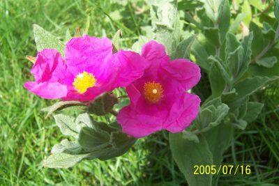 Cistus_creticus.jpg