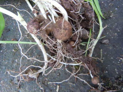 Allium_montecat.JPG