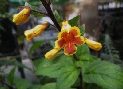 Titanotrichum_oldhamii_...__1.11.14_001.jpg