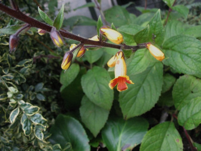 Titanotrichum_oldhamii__...__1.11.14__001.jpg