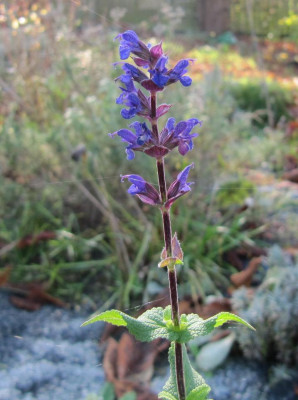 Salvia_November_141101.jpg