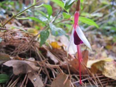 kleine_Fuchsie_141101.jpg