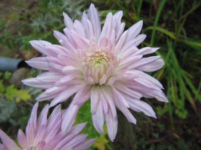 Chrysantheme_rosa_141101.jpg