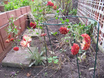 Chrysantheme_rot_Ganzkorper_141101.jpg